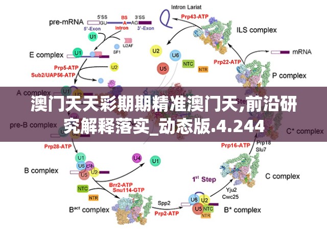 澳门天天彩期期精准澳门天,前沿研究解释落实_动态版.4.244