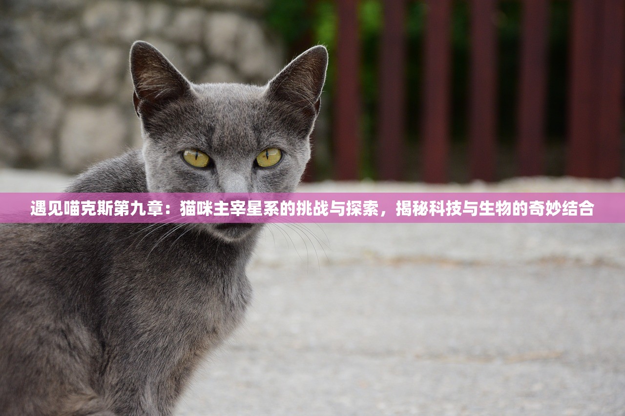 (传说大陆官网)揭秘传说大陆，开服时间预测与前瞻分析，玩家期待值高涨！