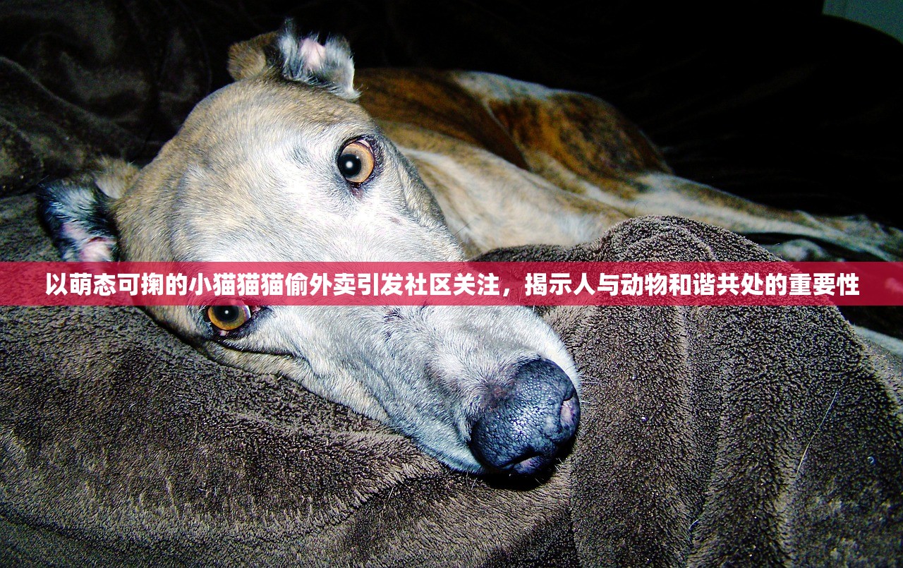 (悟吉特图片)悟吉特百科，揭秘神秘宇宙中的智慧生物及其文明
