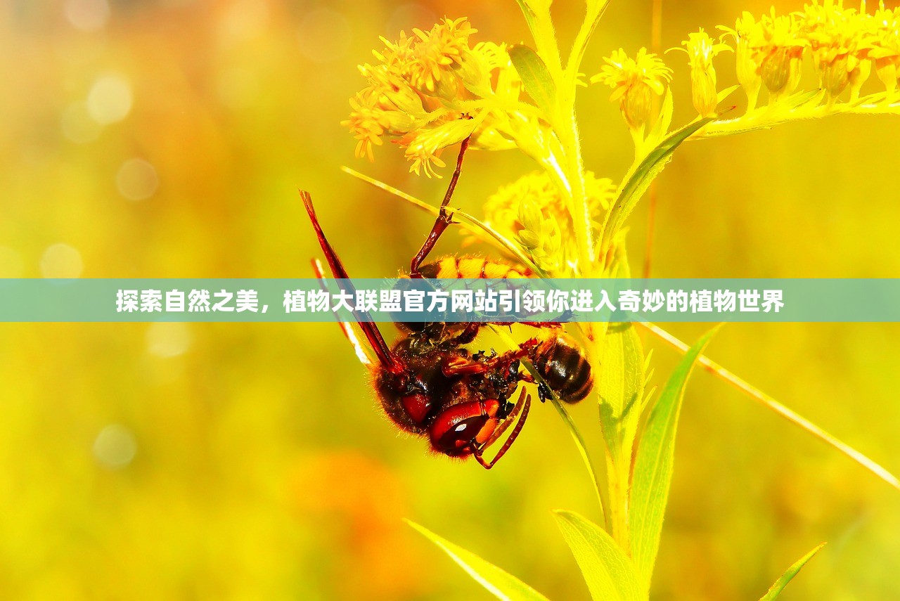 (皇后成长计划2攻略黑龙王妃在哪)皇后成长计划2攻略，揭秘黑龙王妃的崛起之路与策略解析
