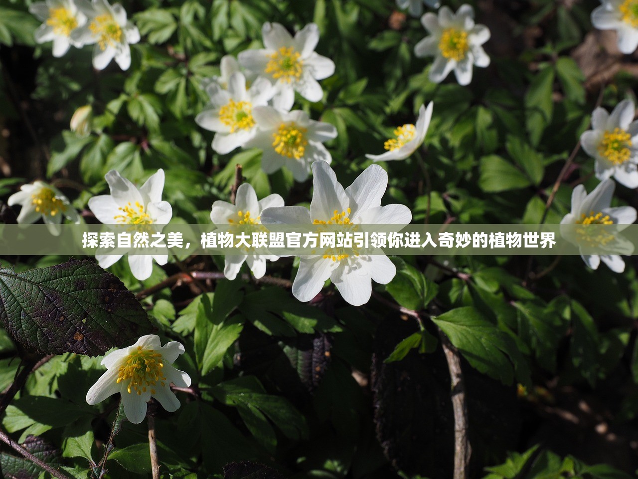 (悟吉特图片)悟吉特百科，揭秘神秘宇宙中的智慧生物及其文明