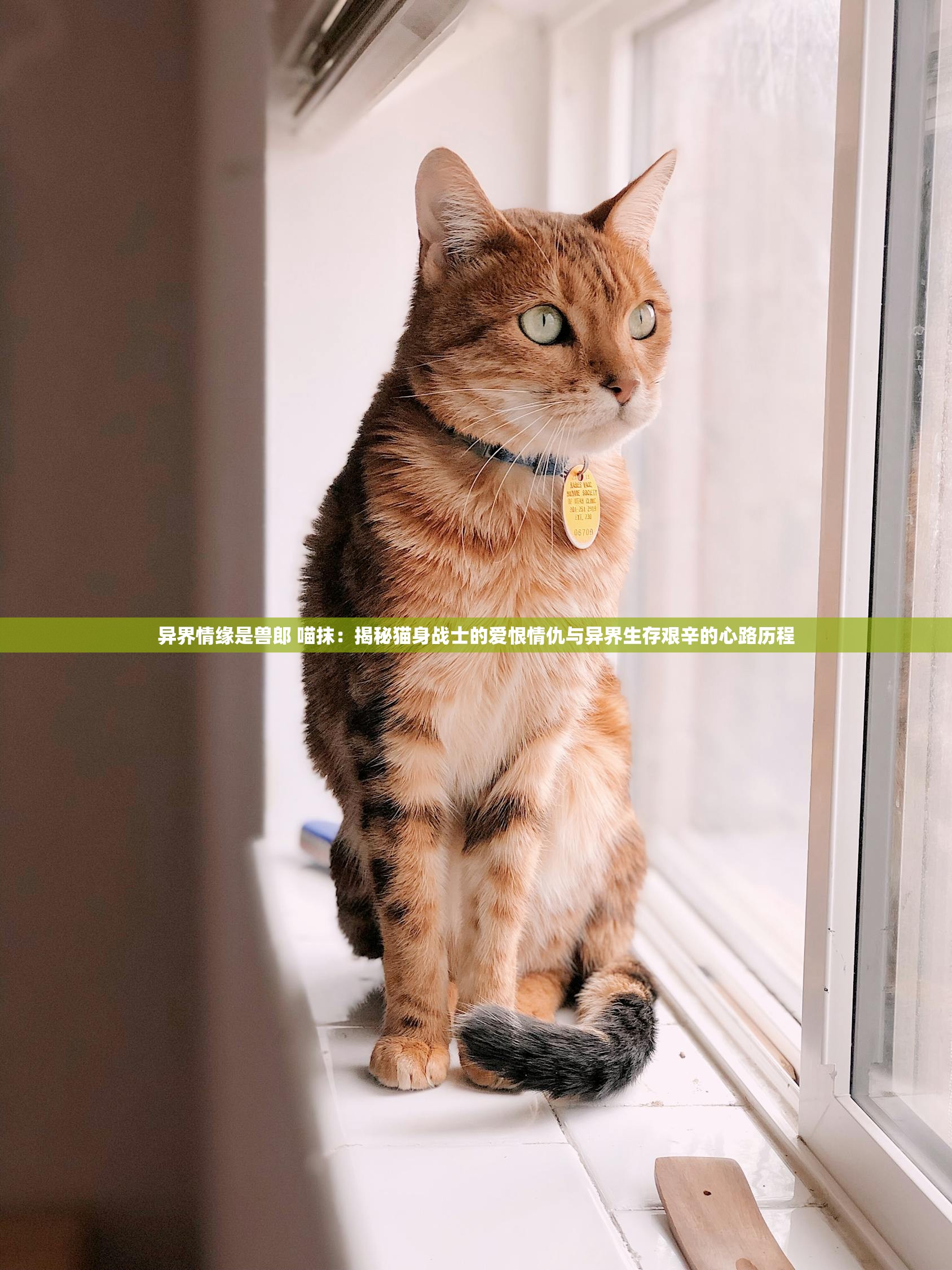 异界情缘是兽郎 喵抹：揭秘猫身战士的爱恨情仇与异界生存艰辛的心路历程
