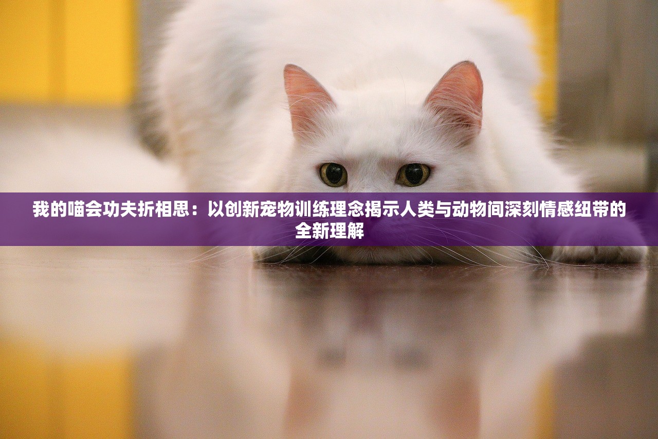 我的喵会功夫折相思：以创新宠物训练理念揭示人类与动物间深刻情感纽带的全新理解