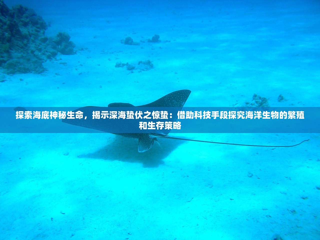 (克鲁赛德战记2021联动)克鲁赛德战记，下架之谜，原因剖析与市场影响解读