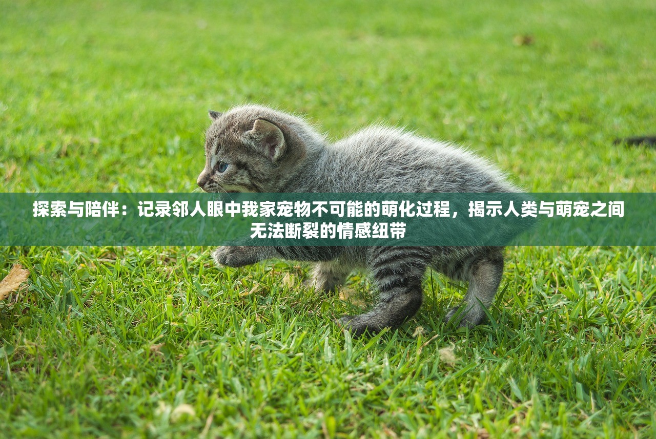 探索与陪伴：记录邻人眼中我家宠物不可能的萌化过程，揭示人类与萌宠之间无法断裂的情感纽带