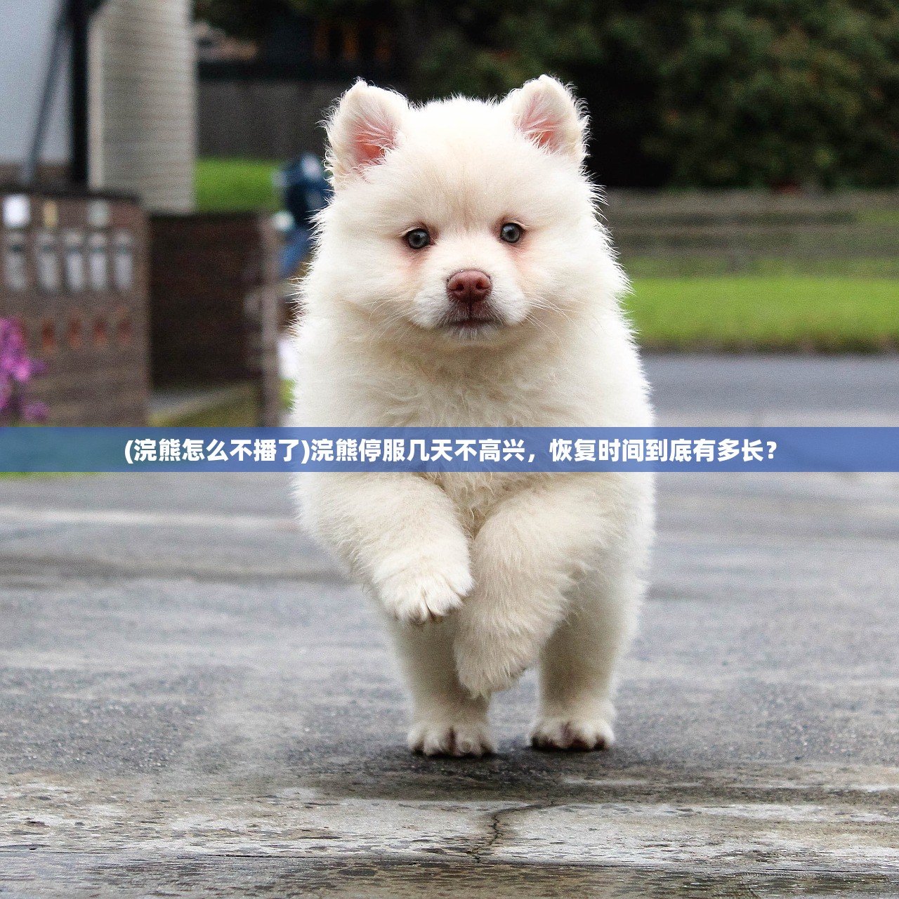 (巨像骑士团换什么名字了啊)巨像骑士团新篇章，揭秘更名为辉煌守护者的背后故事与影响