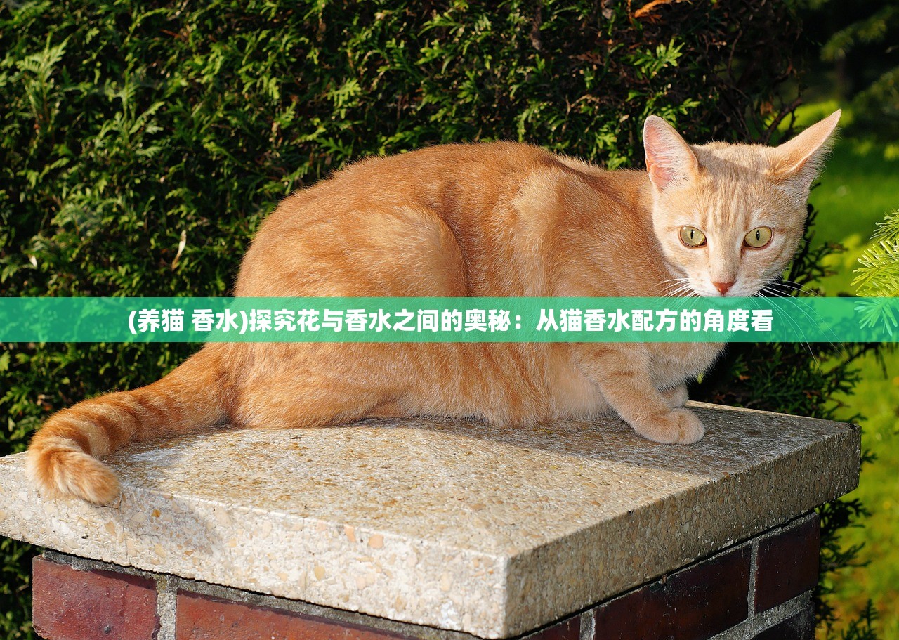 (圣光与荣耀攻略图文)圣光与荣耀攻略，深度解析游戏策略与技巧，助你征战沙场