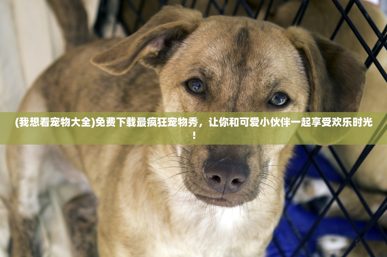 (镇魂街武神觉醒停服了吗最新消息)镇魂街，武神觉醒停服真相揭秘，玩家心碎！深度分析游戏停运原因及影响