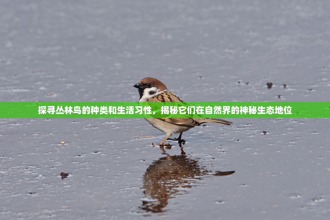 (惊雷行动百度百科)惊雷行动，揭秘百度百科中的反诈利剑，探讨网络安全与法治建设新篇章