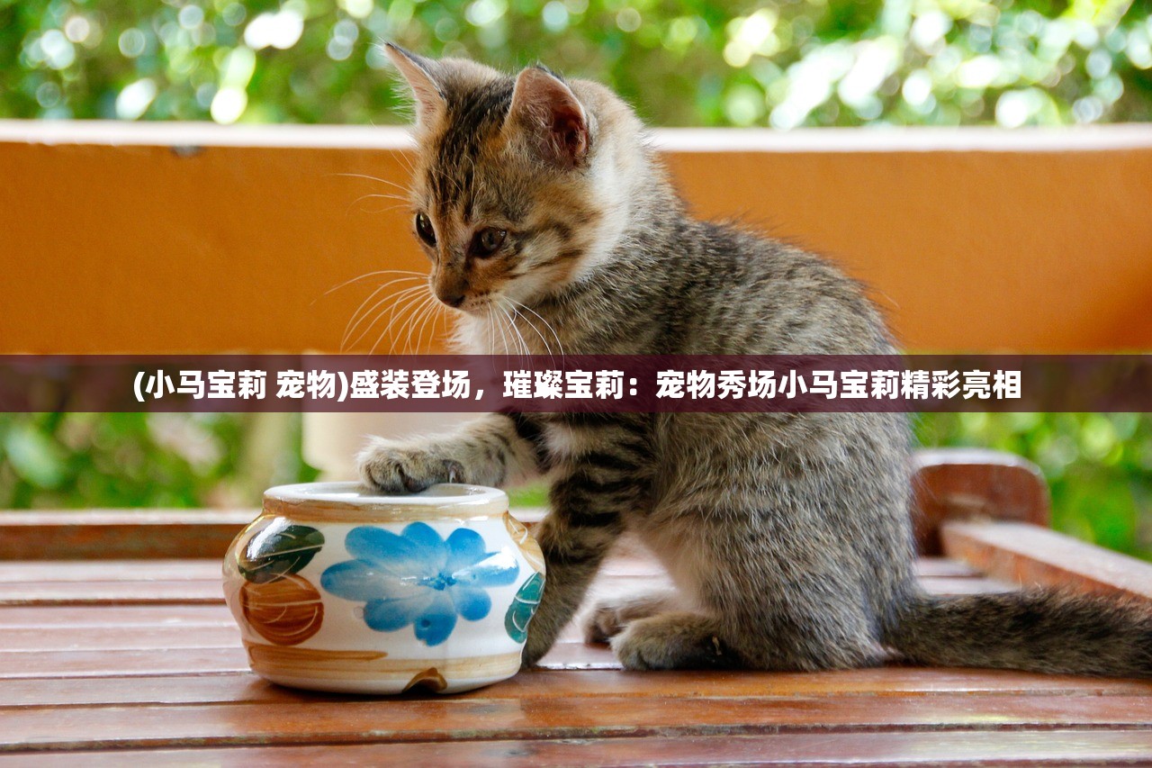 (萌龙进化论国际服破解版)萌龙进化论国际服深度解析，跨服竞技的魅力与挑战