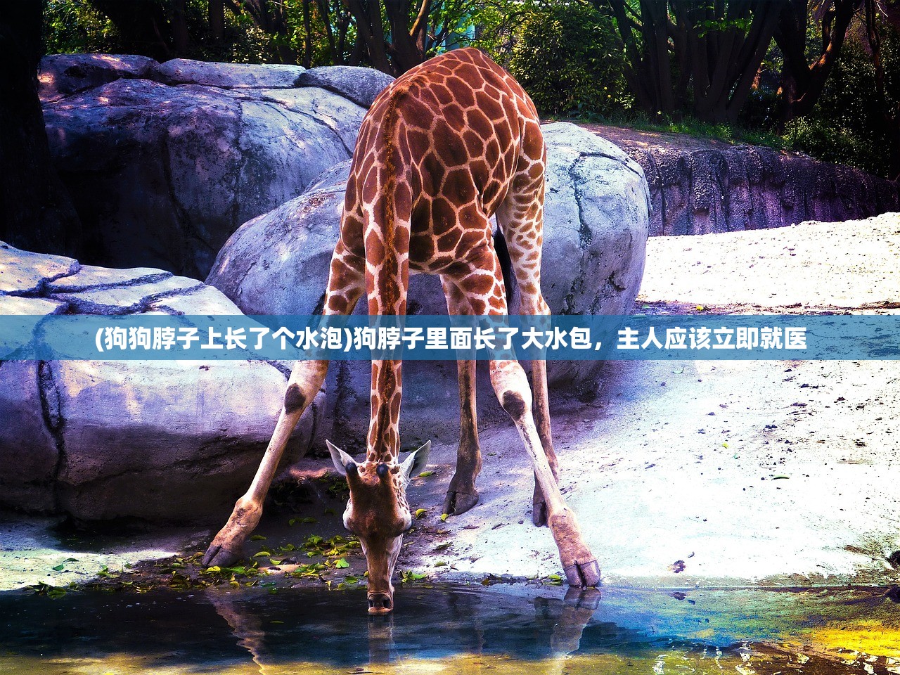 (妖精城堡)妖精城历险，一场穿越奇幻世界的探险之旅