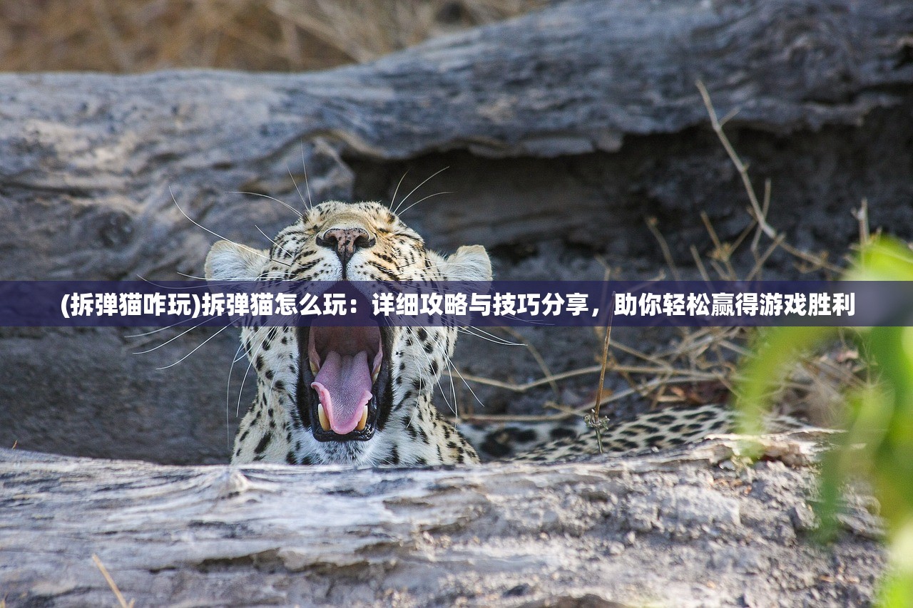 (传世挂机攻略-战士篇)传世挂机攻略全解析，高效升级，轻松享受游戏乐趣