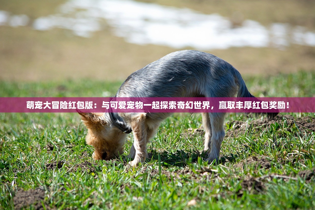(菜鸟装卸工累不累)菜鸟装卸，物流行业的革新力量与挑战解析