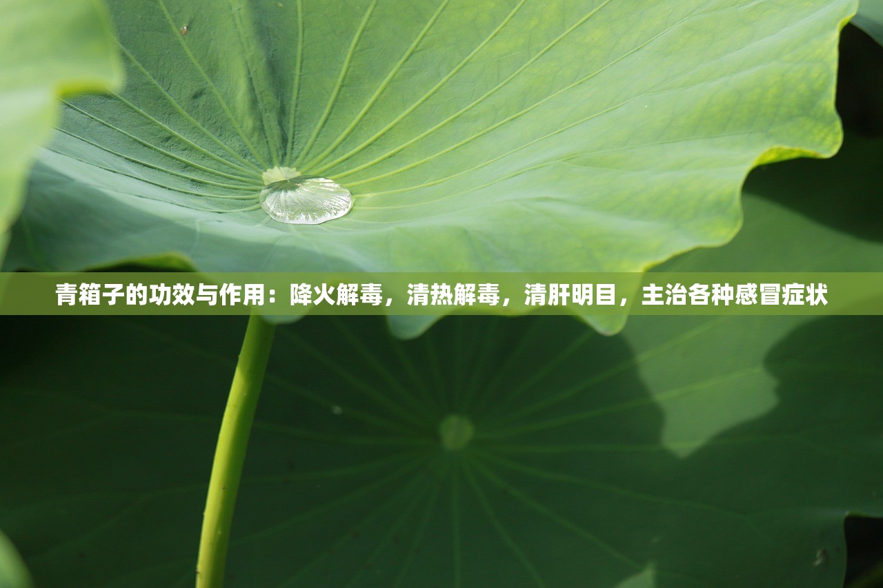 (天堂梦之旅简谱)天堂梦游戏，探索虚拟世界的无限可能——深度解析与常见问题解答