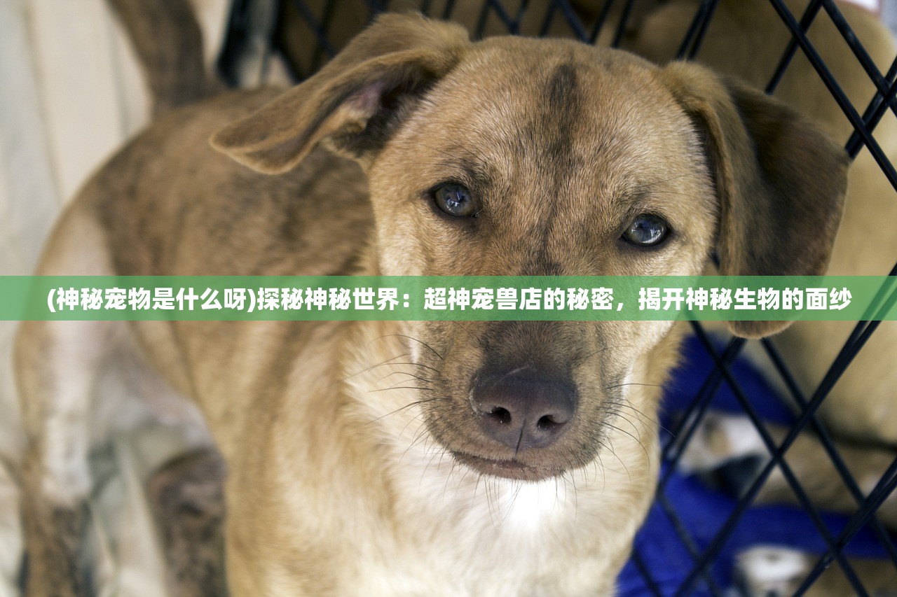 (基础代号是)代号BJz，解码基础教育的奥秘与挑战