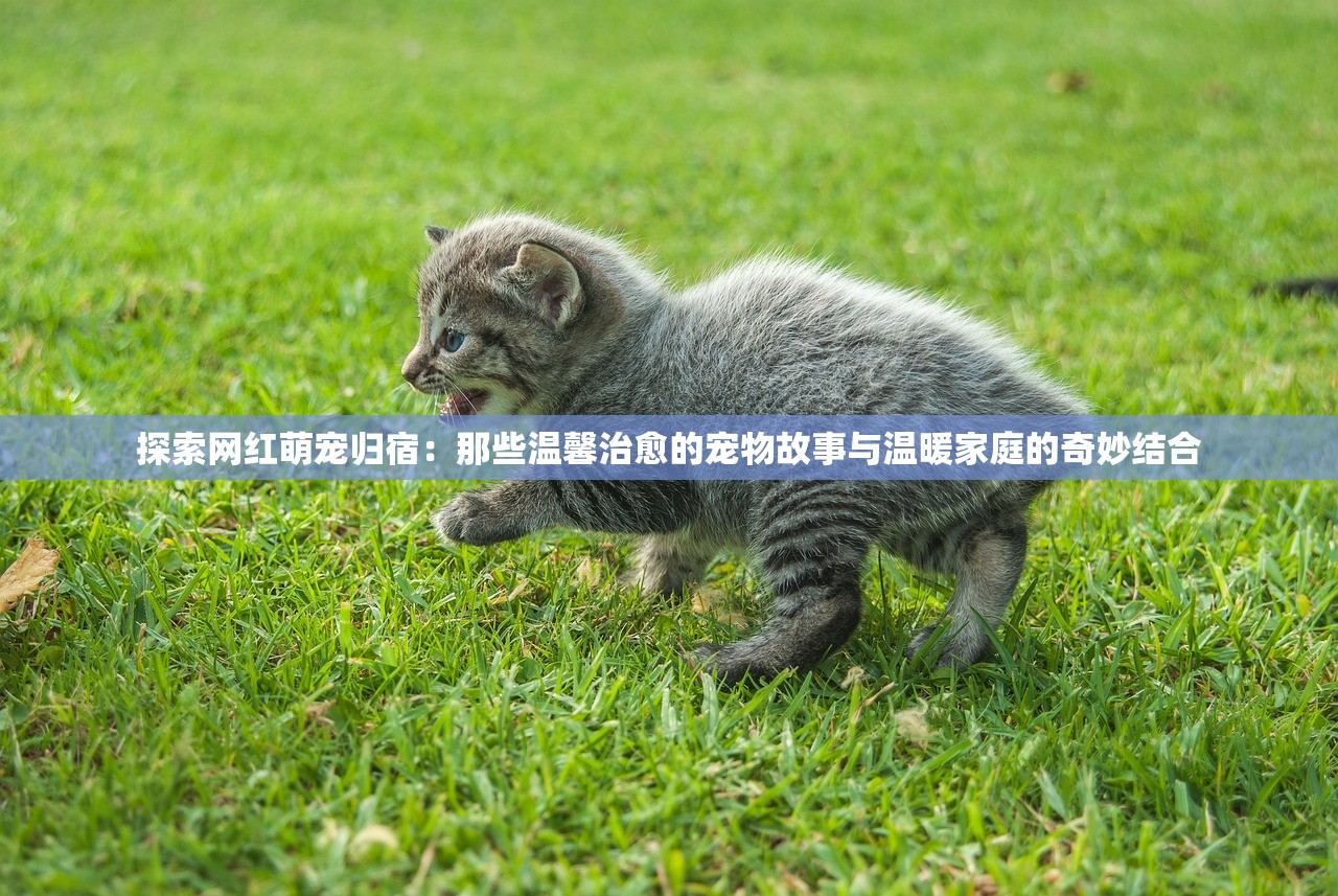 探索网红萌宠归宿：那些温馨治愈的宠物故事与温暖家庭的奇妙结合