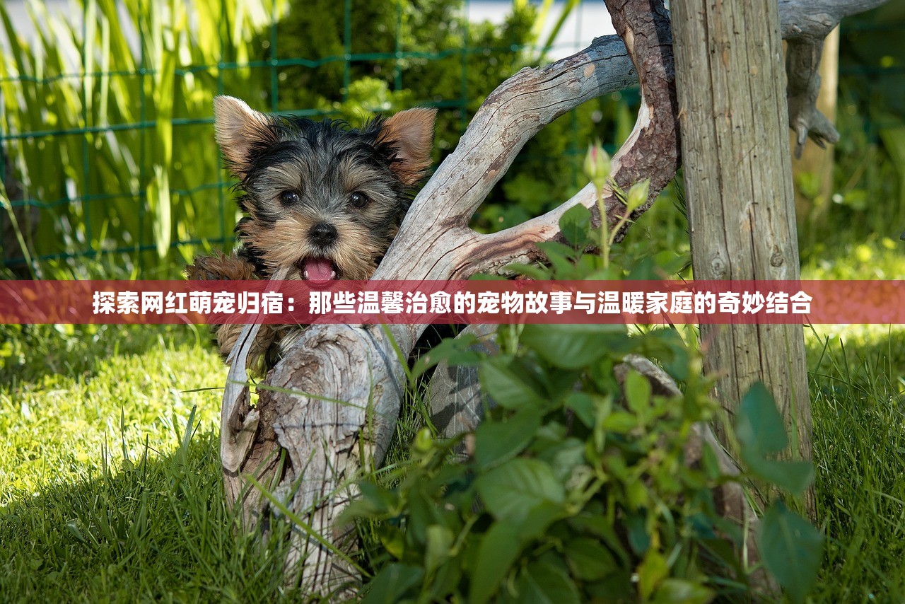 探索网红萌宠归宿：那些温馨治愈的宠物故事与温暖家庭的奇妙结合