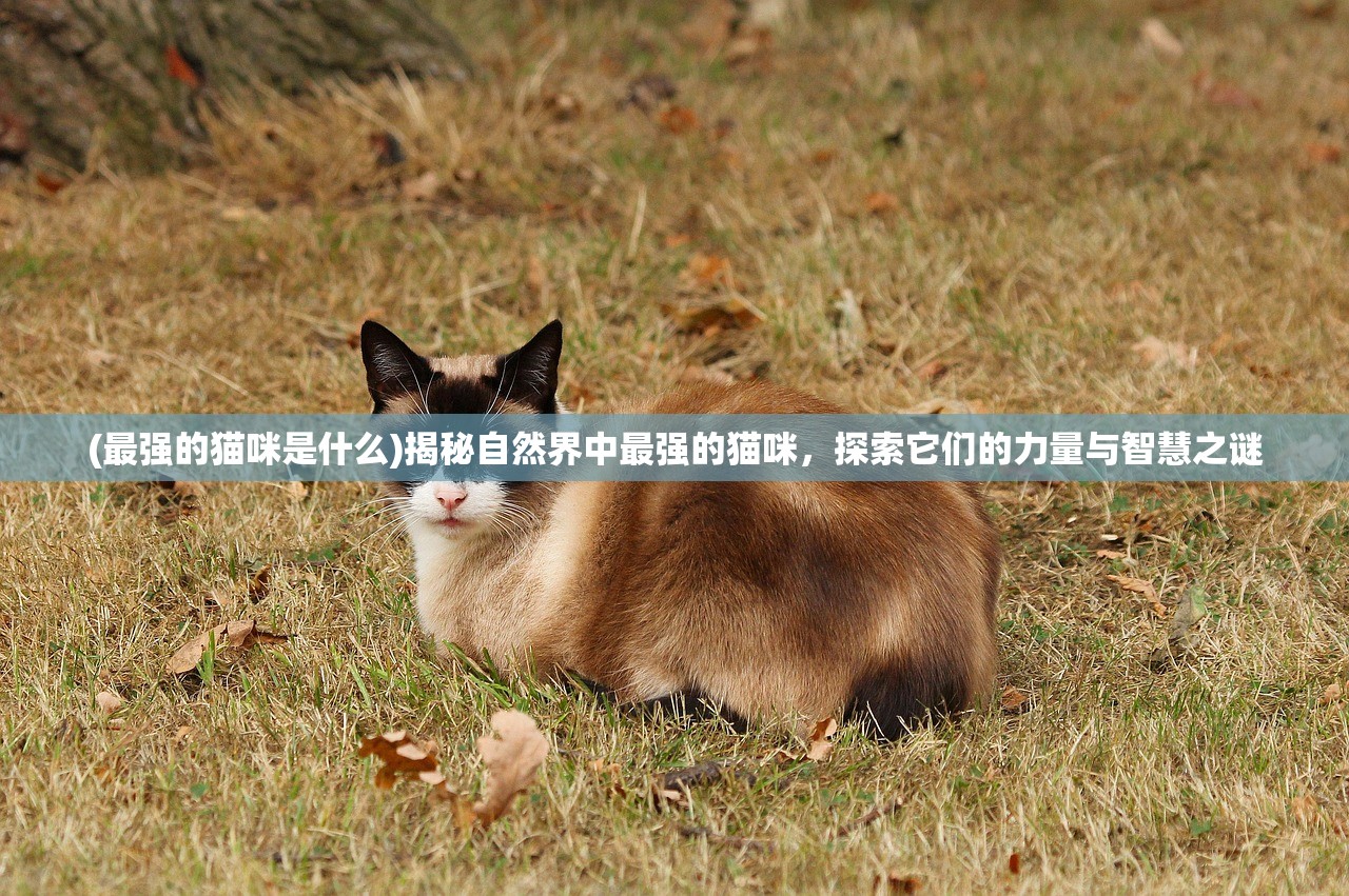 (圣魔之光石全攻略)圣魔之光石攻略图文汉化详解，深度解析与实战技巧分享