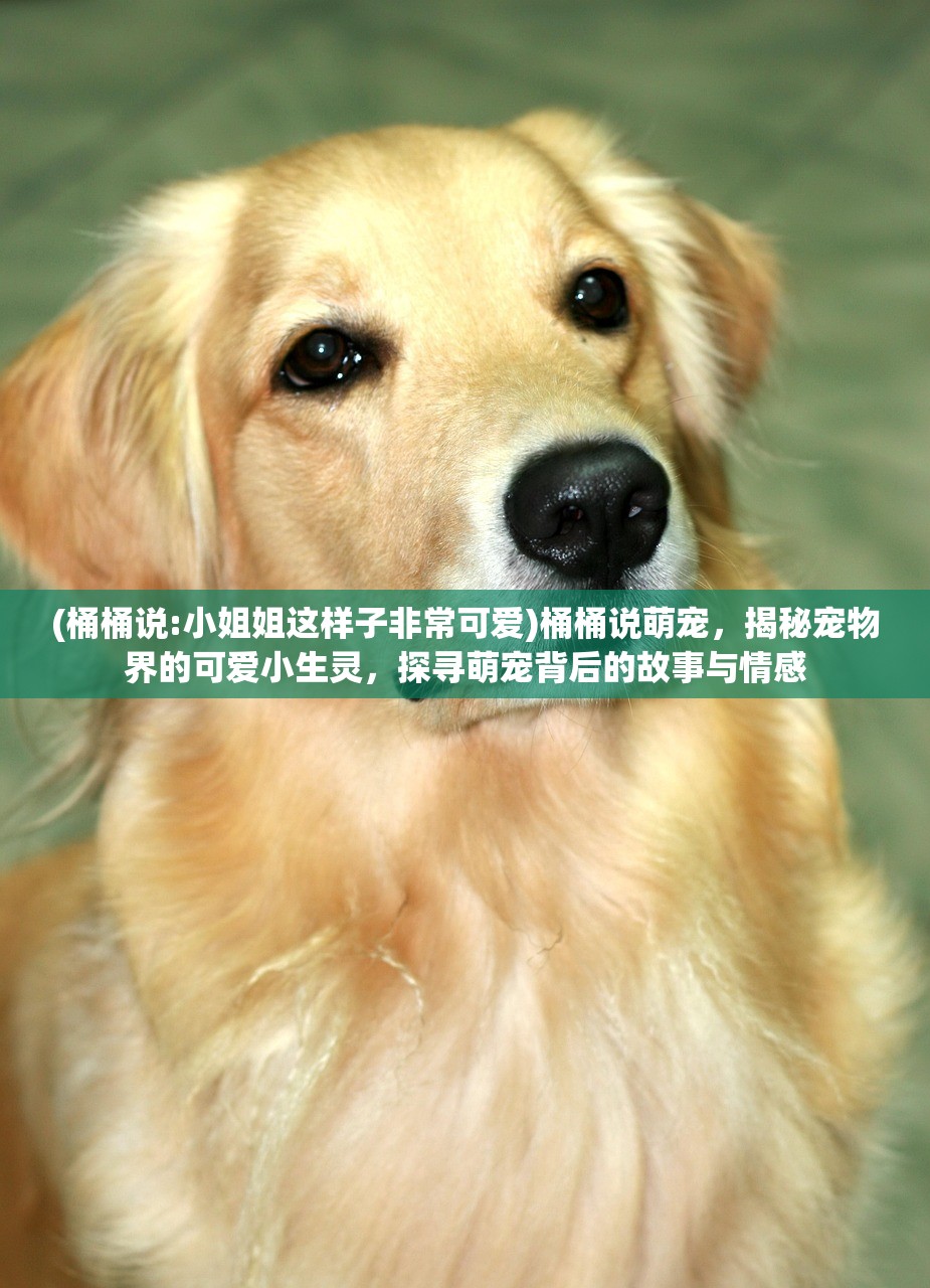 (桶桶说:小姐姐这样子非常可爱)桶桶说萌宠，揭秘宠物界的可爱小生灵，探寻萌宠背后的故事与情感