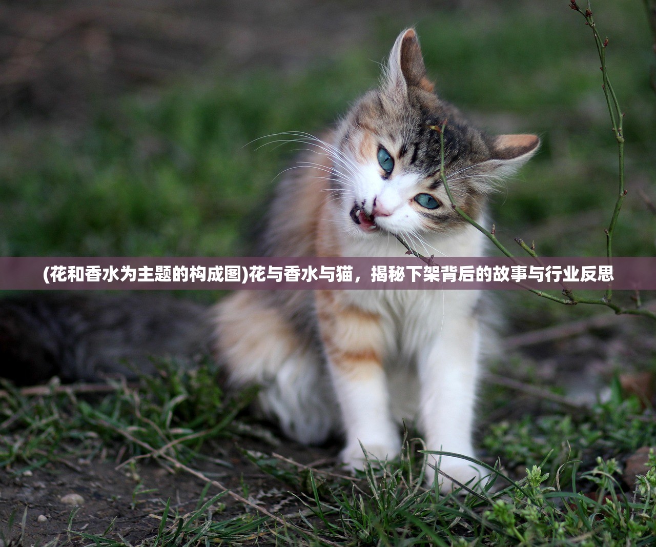 (花和香水为主题的构成图)花与香水与猫，揭秘下架背后的故事与行业反思