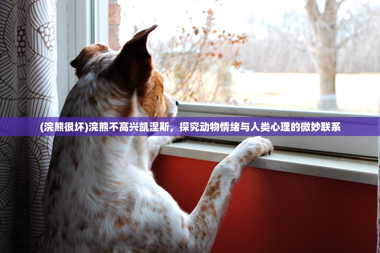 (浣熊很坏)浣熊不高兴凯涅斯，探究动物情绪与人类心理的微妙联系