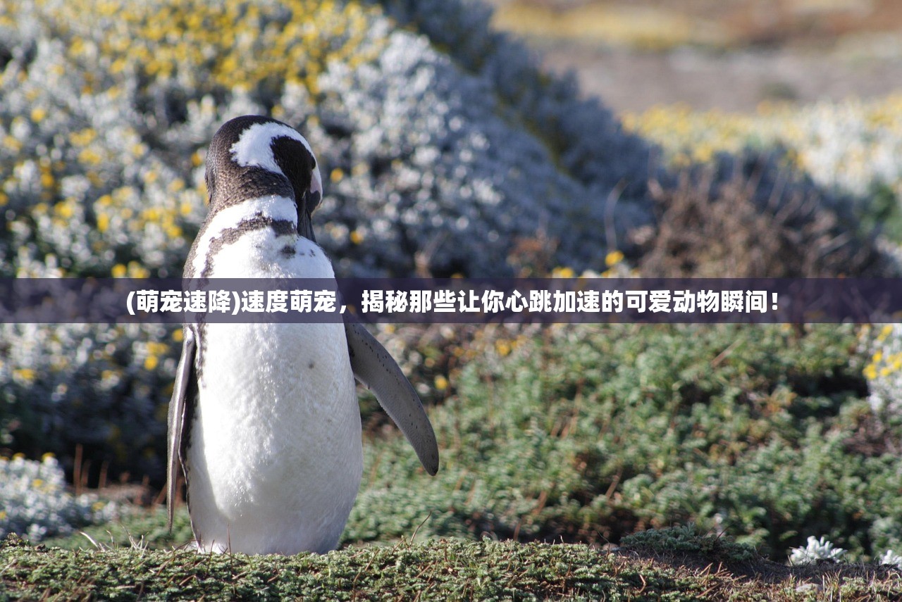 (萌宠速降)速度萌宠，揭秘那些让你心跳加速的可爱动物瞬间！